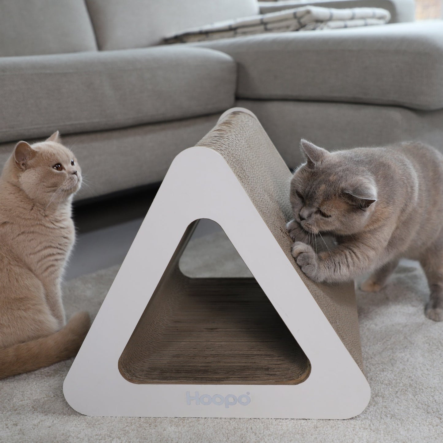 Triangle variant image