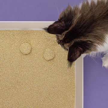 7 Gründe, Tofu Fine Cat Litter zu verwenden