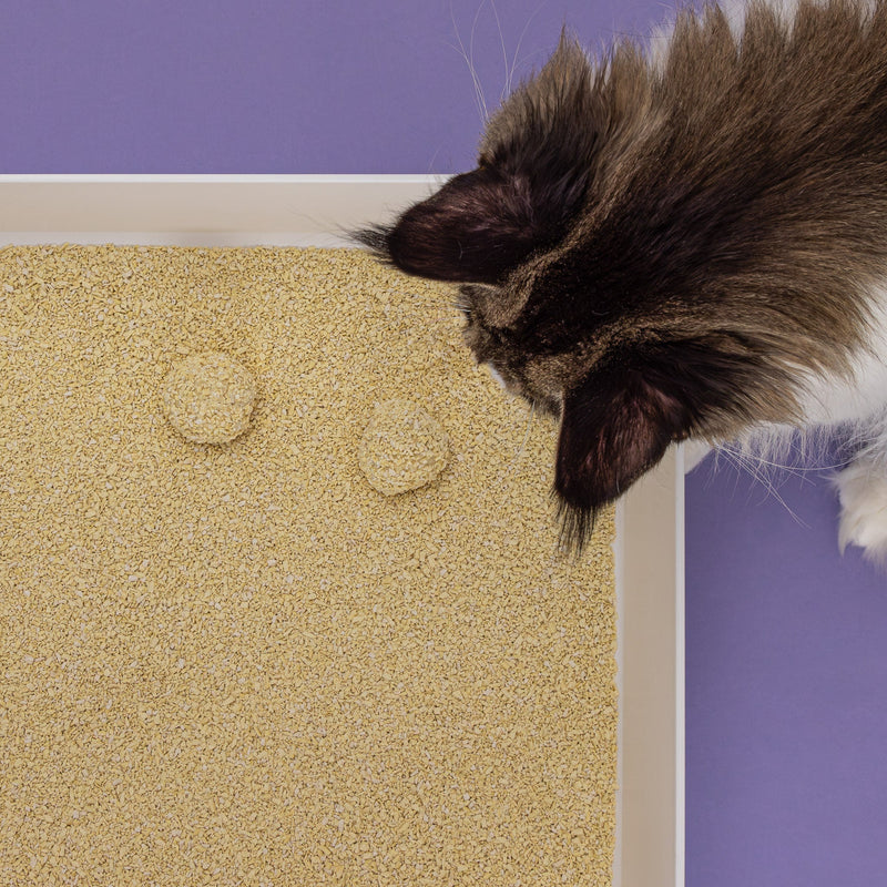 7 raisons d'utiliser la litière pour chat Tofu Fine