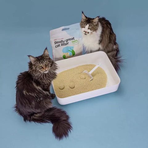 Hoopo® Tofu Fine – Une révolution dans la litière pour chat