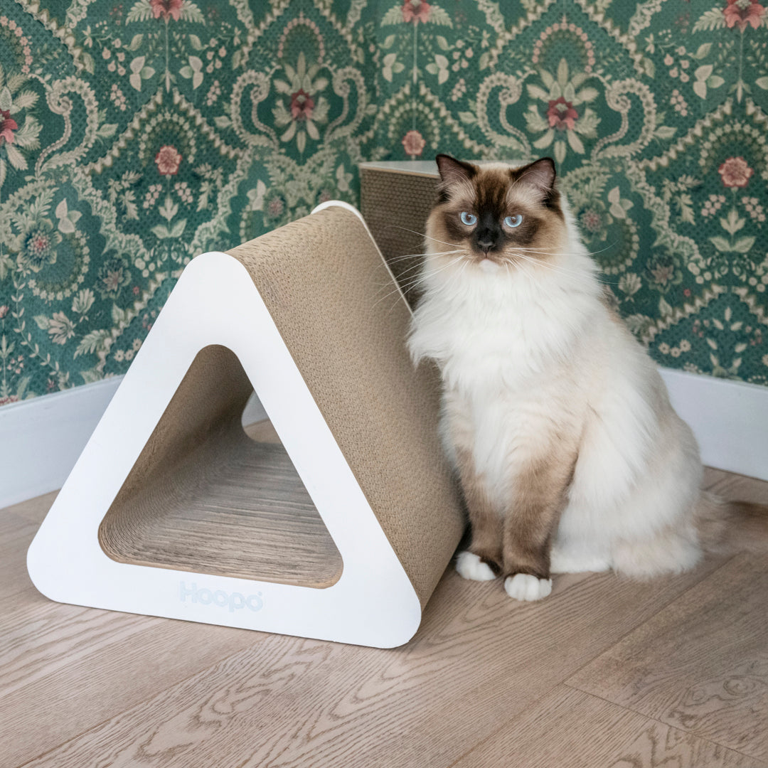Triangle variant image