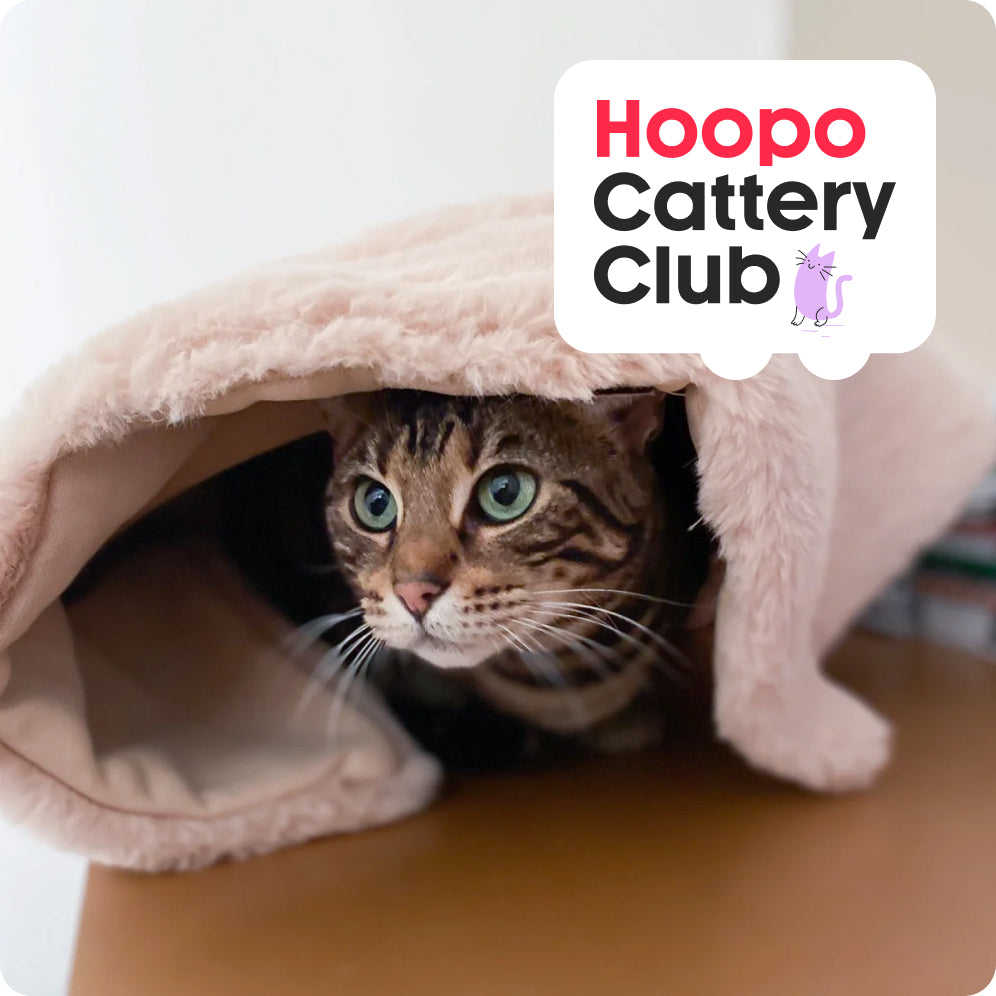 Twee katten bij een Hoopo Magna XL kattenbak