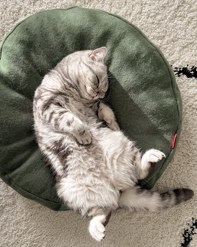 @winston_britishshorthair2021