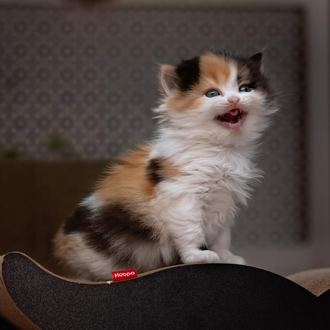 @catteryfortunecookie